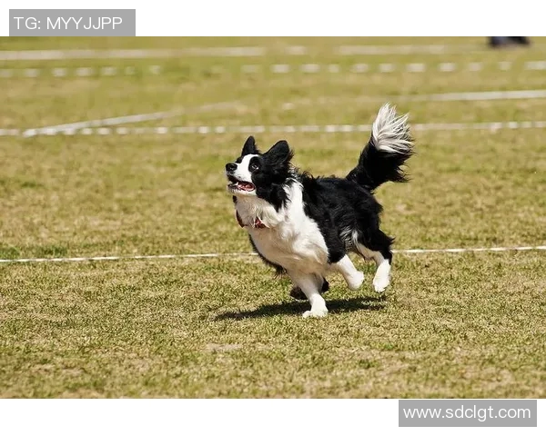深入分析北京飞盘队快攻战术的核心要素与实战应用 深入分析北京飞盘队快攻战术的核心要素与实战应用